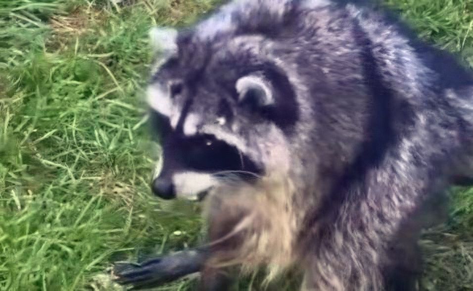 Jimothy the Raccoon